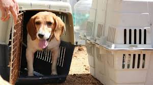 Beagle puppies for adoption are often sent to obedience schools to receive the training they need before they are introduced into a home with a family. Adopt A Beagle Today These Cuties Have Been Freed From Laboratory