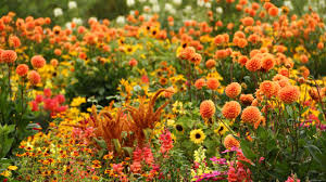 Цветята неизменно присъстват в почти всяка една градина. Top 5 Na Naj Krasivite I Nepretenciozni Esenni Cvetya V Blgariya Ladyzone Bg