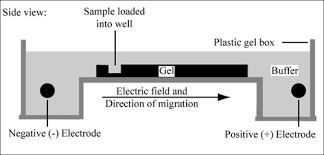 module 1 2 agarose gel electropsis