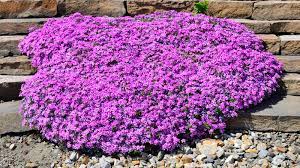 successfully grow a creeping phlox plant