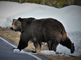 Check spelling or type a new query. Grizzly Bears Are Expanding Their Roaming Grounds Meaning They Need More Protection New Study Says The Independent