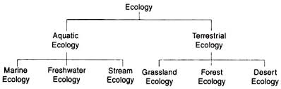 What is ecology