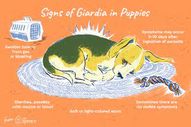 giardiasis in puppies