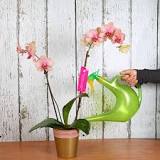¿Cómo saber si una orquídea tiene exceso de agua?