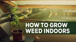 how to grow weed indoors a beginner s