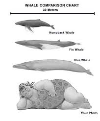 Til Whales Evolved From A Wolf Like Species Album On Imgur