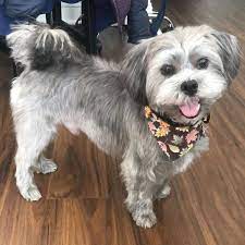 This is an interesting crossing because the shih tzu has a long, silky coat and the cairn terrier has. Cairn Terrier Shih Tzu Mix Online