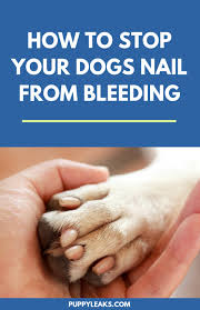 your dogs nail from bleeding