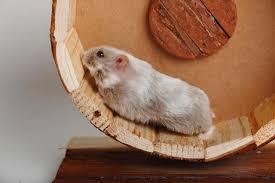 Hamsters are rodents that look. Keeping And Caring For Pet Campbell S Dwarf Russian Hamsters