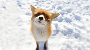 Image result for animals in winter images