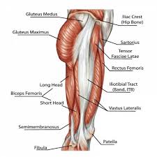 Read on for more all about human body muscles. How To Strengthen The Abductors And Adductors For Hockey Leg Muscles Diagram Hip Muscles Anatomy Leg Muscles Anatomy