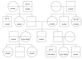 x linked recessive trait