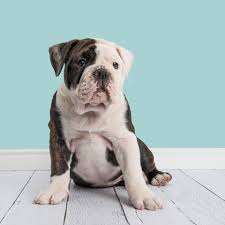 The olde english bulldogge is known for its loyalty; 9 Types Of Bulldogs American French English And More