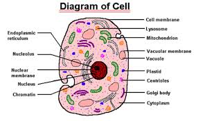     cell part listed below  plant cell 