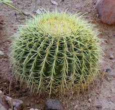 Your cactus looks quite healthy. Barrel Cactus Wikipedia