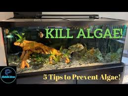 how to prevent aquarium algae 5 tips