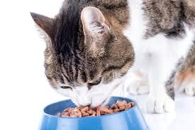All that will boost metabolic processes and contribute to muscle development in combination with physical activity. What Is The Best Cat Food For Indoor Cats A Blog For Cat Owners Lovers