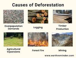 The Main Reasons For Deforestation gambar png