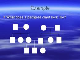 Pedigree Charts Powerpoint