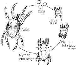 Figure 2 2 From Two Spott Ed Spider Mite Tetranychus