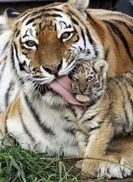 Image result for rare cute  animals