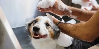 10 Best Dog Shampoos Of 2023 According