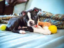 how much do boston terrier puppies cost