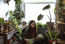 Indoor Plants For North Facing Windows