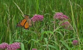 sw milkweed 101 guide to asclepias