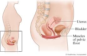 pelvic floor muscles video image