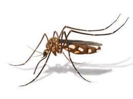 Protégez votre chien des moustiques et insectes volants - Vectra 3D