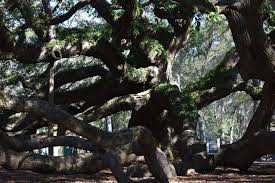 the angel oak tree in charleston s c a