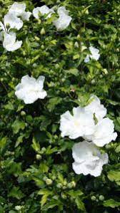 It naturally grows as a narrow column instead of a wide, spreading plant. Hibiscus Syriacus White Pillar Hibiscus White Pillar