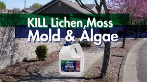 lichen moss mold algae