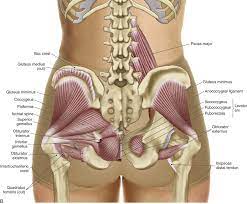 pelvic floor muscles archives learn