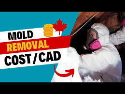 Mold Removal Cost Guide Factors