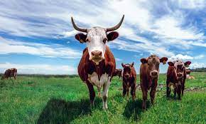 Animal Feed Manufacturers In India