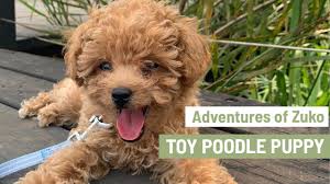 cute toy poodle puppy mini poodle