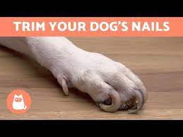 to trim dog nails that are overgrown