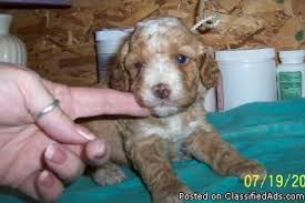 As cockapoo puppies can change a great deal in appearance as they grow, this gallery gives some examples of the development from. Tiara Kennels Cockapoo Puppies For Sale Price 450 00 For Sale In Edwardsburg Michigan Best Pets Online