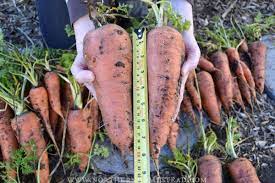 growing food carrots northern homestead