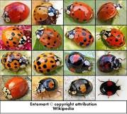 Ladybeetle (Ladybug or Ladybird): Biological Control – Garden ...