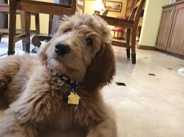 In the end, how well both you. How To Train A Goldendoodle Puppy Basic Commands And Good Behavior Dog Gone Problems