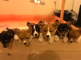 Meet the brookehaven corgis — of the past, the present, and our hopefuls for the future… View Ad Pembroke Welsh Corgi Litter Of Puppies For Sale Near Oregon Myrtle Creek Usa Adn 24589