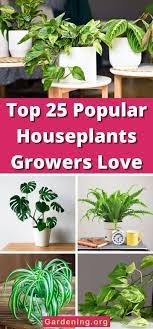 Top 25 Popular Houseplants Everyone