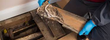 how to identify and treat dry rot
