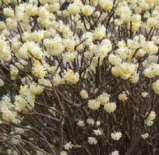 Tra le migliori soluzioni del cruciverba della definizione fiori bianchi profumatissimi , abbiamo: Fiori Invernali Speciali Fiori Invernali Specie
