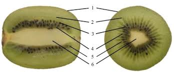 What is the middle part of a kiwi called?