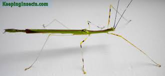 faq about stick insects keeping insects
