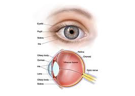 Pupil Eye Assessment Chart Perrla Eyes